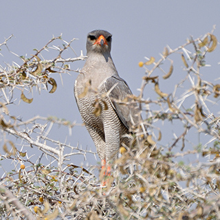 Etosha - Nebrownii - Pale Chanting Goshawk